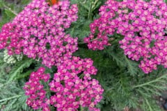 ACHILLEA MILLY ROCK ROSE 1 GAL