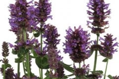 AGASTACHE HONEYSTICKS PURPLE 1 GAL