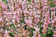 AGASTACHE PINK PEARL 1 GAL