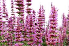 AGASTACHE PRINCE PLUME 1 GAL