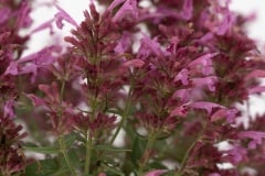 AGASTACHE SUMMERLONG MAGENTA 1 GAL
