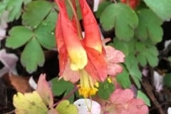 COLUMBINE CADADENSIS RED 1 GAL