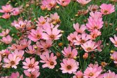 COREOPSIS NOVA SUNSTONE 1 GAL