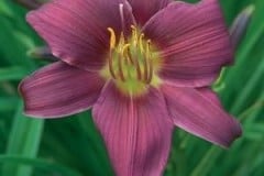 DAYLILY PURPLE D ORO 1 GAL