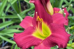 DAYLILY RUBY STELLA 1 GAL
