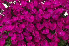 DIANTHUS BEAUTIES ROUSEY 1 GAL