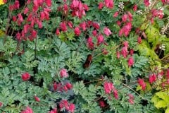 DICENTRA AMORE ROSE - BLEEDING HEART 1 GAL
