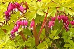 DICENTRA GOLD HEART - BLEEDING HEART 1 GAL
