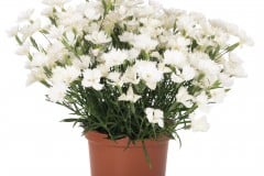 DIANTHUS ROCK WHITE 1 GAL