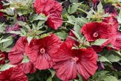 HIBISCUS BLACKBERRY MERLOT 1 GAL