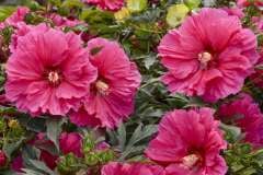 HIBISCUS WATERMELON RUFFLES 1 GAL