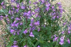 PENSTEMON BRAZOS 1 GAL