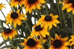 RUDBECKIA SUNTACULAR 1 GAL