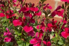 SALVIA GREGGII MIRAGE CHERRY RED 1 GAL