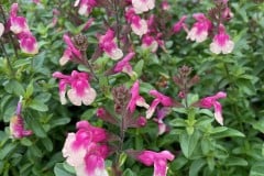 SALVIA GREGGII MIRAGE ROSE BICOLOR 1 GAL