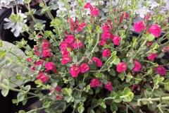 SKULLCAP PINK 1 GAL