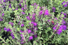 SKULLCAP VIOLET 1 GAL