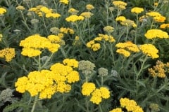 ACHILLEA LITTLE MOONSHINE 1 GAL