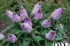 BUDDLEIA PUGSTER AMETHYST PROVEN WINNER 2 GAL