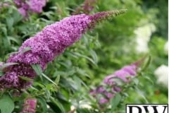 BUDDLEIA PUGSTER PINKER PROVEN WINNER 2 GAL