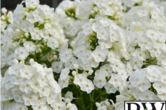 PHLOX LUMINARY BACKLIGHT PROVEN WINNER 1 GAL