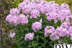 PHLOX LUMINARY OPALESCENCE PROVEN WINNER 1 GAL