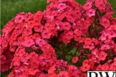 PHLOX LUMINARY SUNSET CORAL 1 GAL
