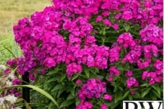 PHLOX LUMINARY ULTRAVIOLET 1 GAL