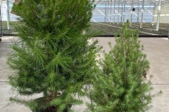 PINE ALEPPO PINE 8 INCH & 11 INCH
