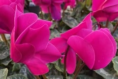 CYCLAMEN PURPLE QT / 10CT FLAT