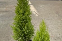 CYPRESS LEMON  6 INCH & 8 INCH