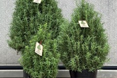 ROSEMARY CONE 6.5 INCH, 8 INCH & 11 INCH