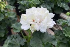 GERANIUM FANTASIA WHITE IMPROVED 1 GAL