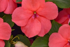IMPATIENS WALLERIANA BEACON CORAL IMP 4"