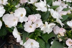 IMPATIENS SUNSTANDING APOLLO WHITE CLOUD QT / 8CT FLAT