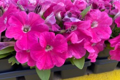 PETUNIA PRETTY FLORA ROSE 4"