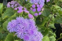 AGERATUM MONARCH MAGIC QT / 8CT FLAT & 1 GAL