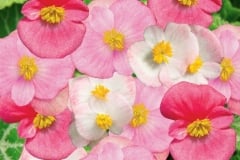 BEGONIA BADA BING YC BLUSH MIX 4"
