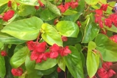 BEGONIA CANARY WINGS RED QT / 8CT FLAT