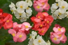 BEGONIA MEGAWATT GREEN LEAF YC MIX QT / 8CT FLAT & 12" HB