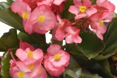 BEGONIA MEGAWATT GREEN LEAF PINK QT / 8CT & 12" HB