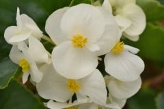 BEGONIA MEGAWATT GREEN LEAF WHITE QT / 8CT FLAT