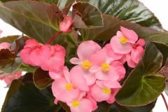 BEGONIA MEGAWATT BRONZE LEAF PINK QT / 8CT FLAT & 12" HB