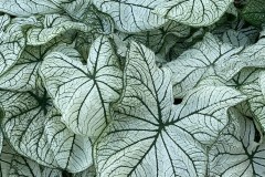 CALADIUM FANCY LEAF ALLURE 4"