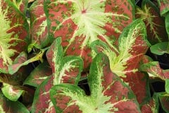 CALADIUM FANCY LEAF JUST SAUCY 4"