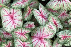 CALADIUM FANCY LEAF SUMMER BREEZE 4"