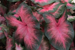 CALADIUM FANCY LEAF SUNSET PINK 4"