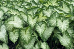 CALADIUM FANCY LEAF WATERS EDGE 4"