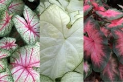 CALADIUM FANCY LEAF YC SHADE MIX 4"