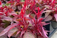 CELOSIA DRAGONS BREATH 1 GAL